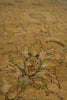 Load image into Gallery viewer, A close-up view of a traditional area rug with a floral motif in warm beige, muted green, and brown tones.